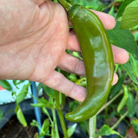 Durango - Seeds - The Pepper Pantry (Formerly Marie Sharp's)