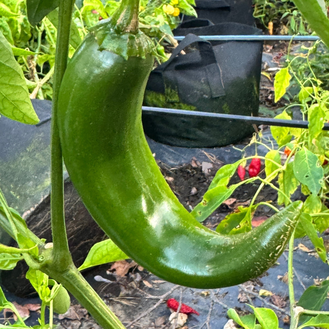 Durango - Seeds - The Pepper Pantry (Formerly Marie Sharp's)