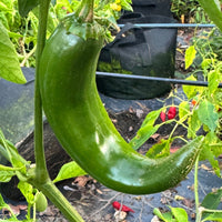 Durango - Seeds - The Pepper Pantry (Formerly Marie Sharp's)