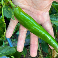Durango - Seeds - The Pepper Pantry (Formerly Marie Sharp's)