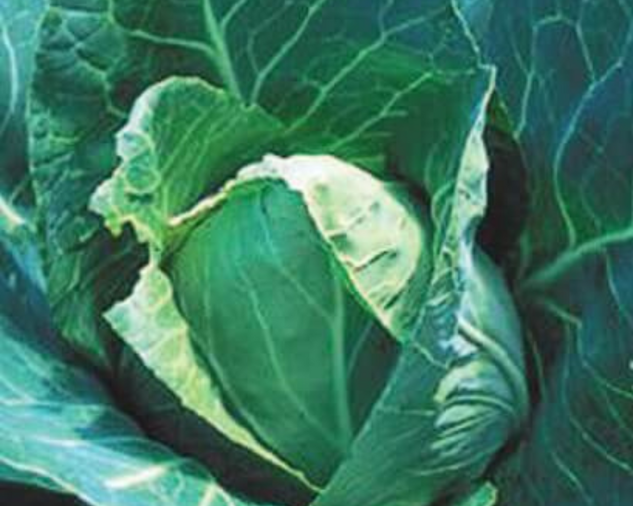 Early Jersey Wakefield Cabbage Seeds