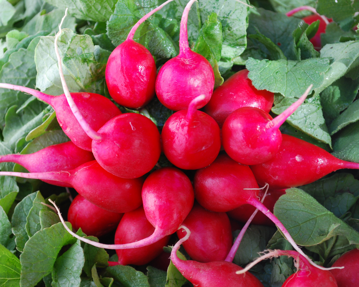 Early Scarlet Globe Radish Seeds