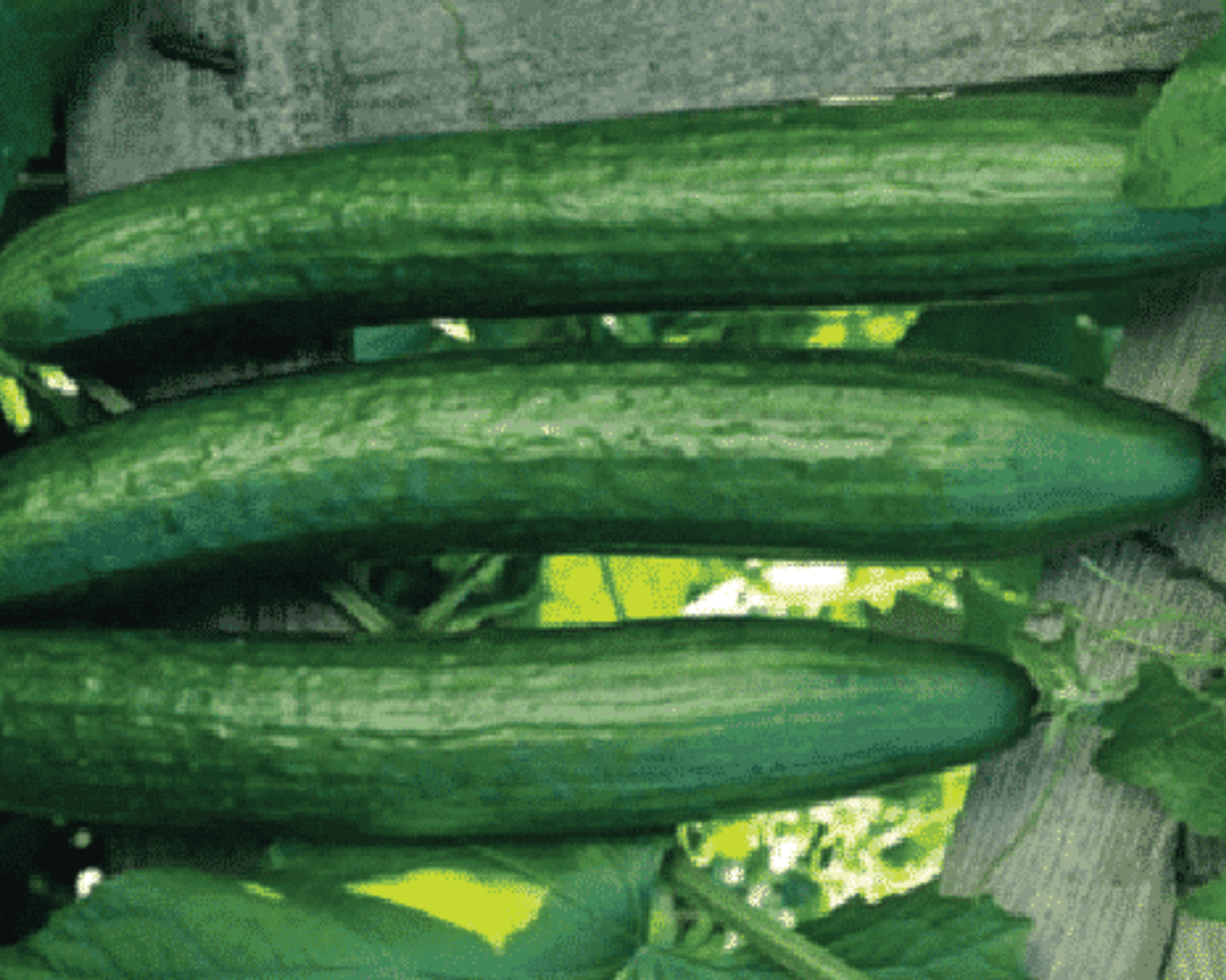 Early Spring Burpless Hybrid Cucumber Seeds