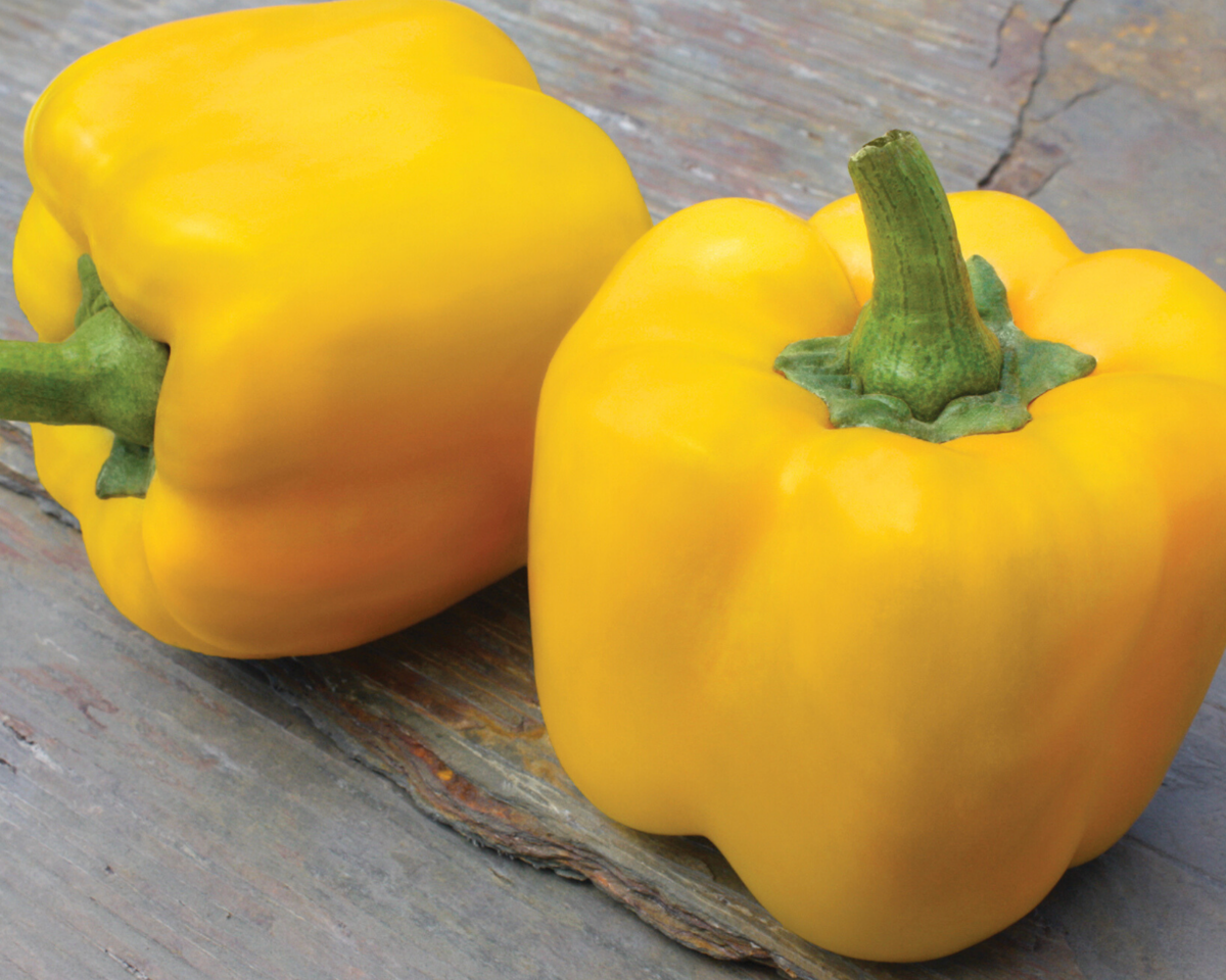 Early Summer Hybrid Pepper Seeds