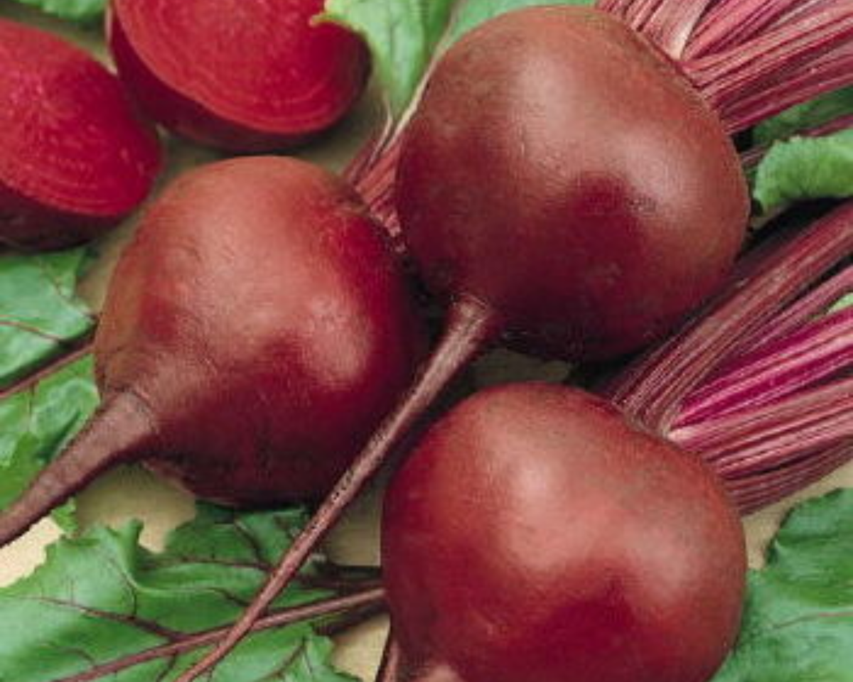 Early Wonder Beet Seeds