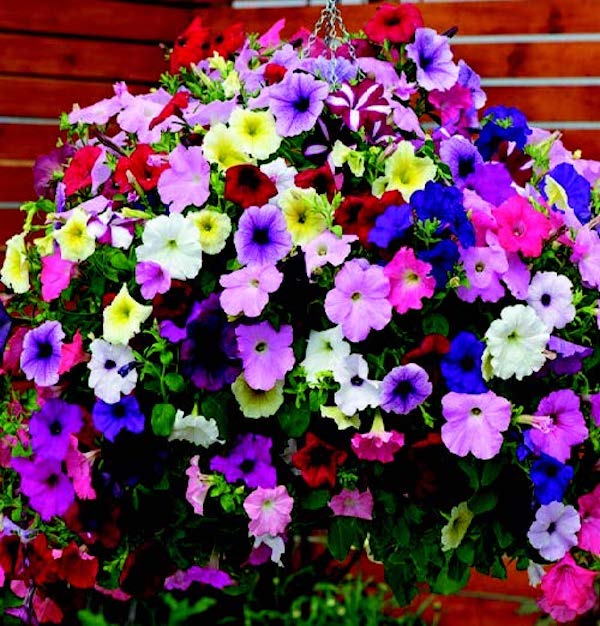 Hybrid Easy Wave® Formula Mix Spreading Petunia