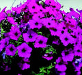 Hybrid Easy Wave Violet Spreading Petunia Seeds