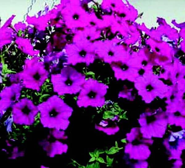 Hybrid Easy Wave Violet Spreading Petunia Seeds