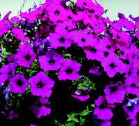 Hybrid Easy Wave Violet Spreading Petunia Seeds