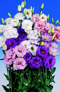 Echo Double Hybrid Mix Lisianthus Seeds