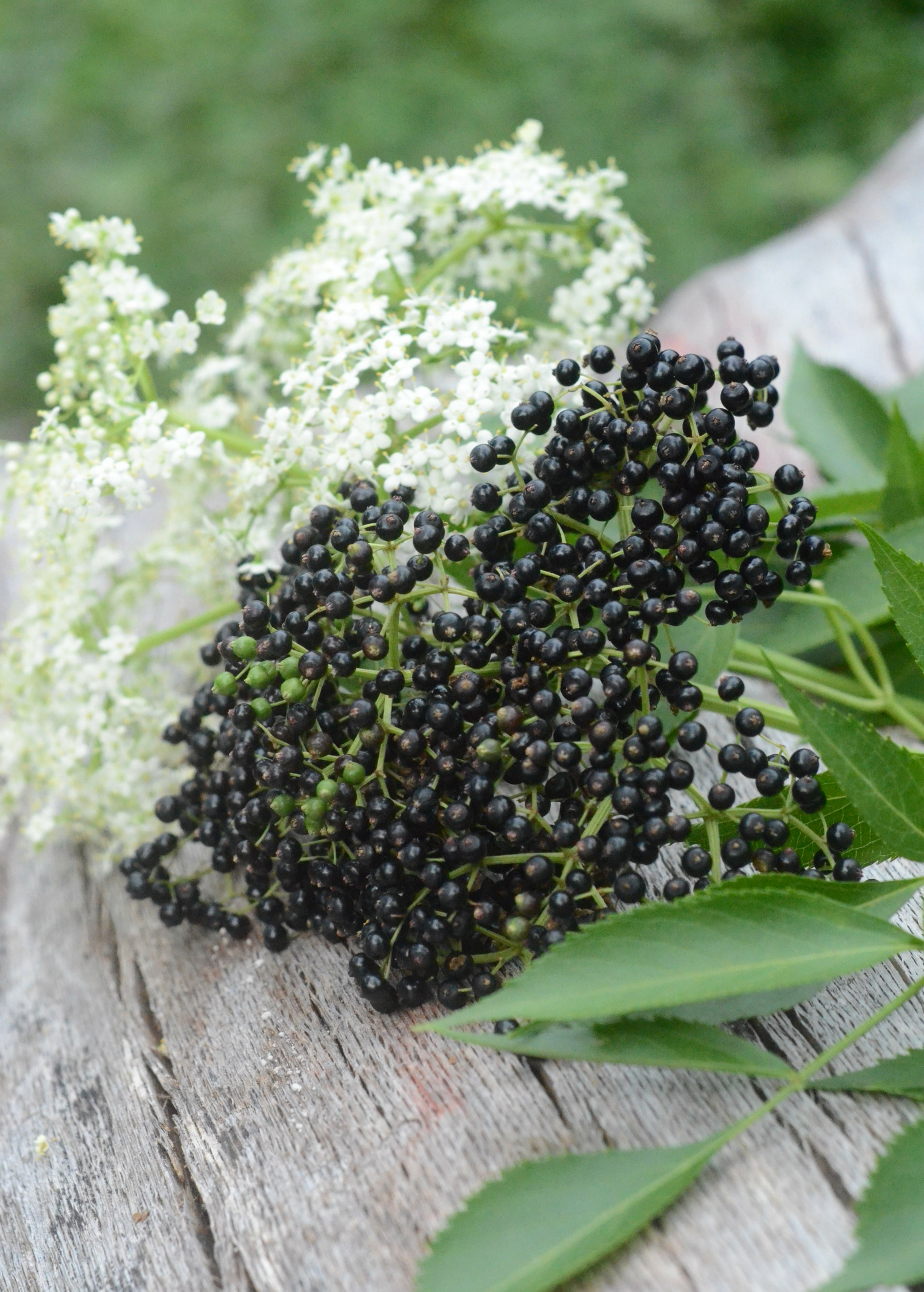 Elderberry, Florida Native (Sambucus canadensis)