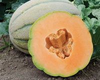 El Gordo Hybrid Cantaloupe Seeds