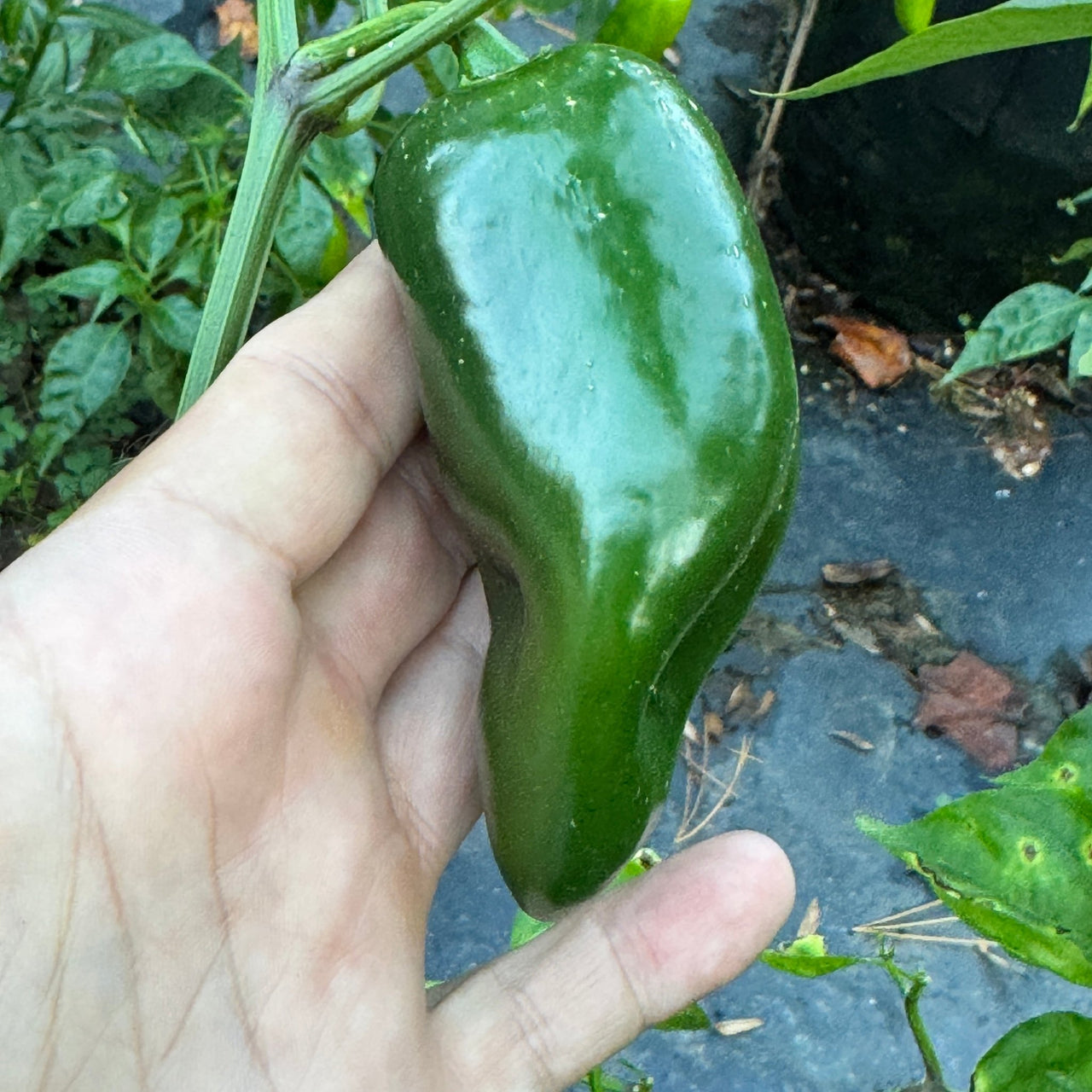 Emerald Fire - Seeds - The Pepper Pantry (Formerly Marie Sharp's)