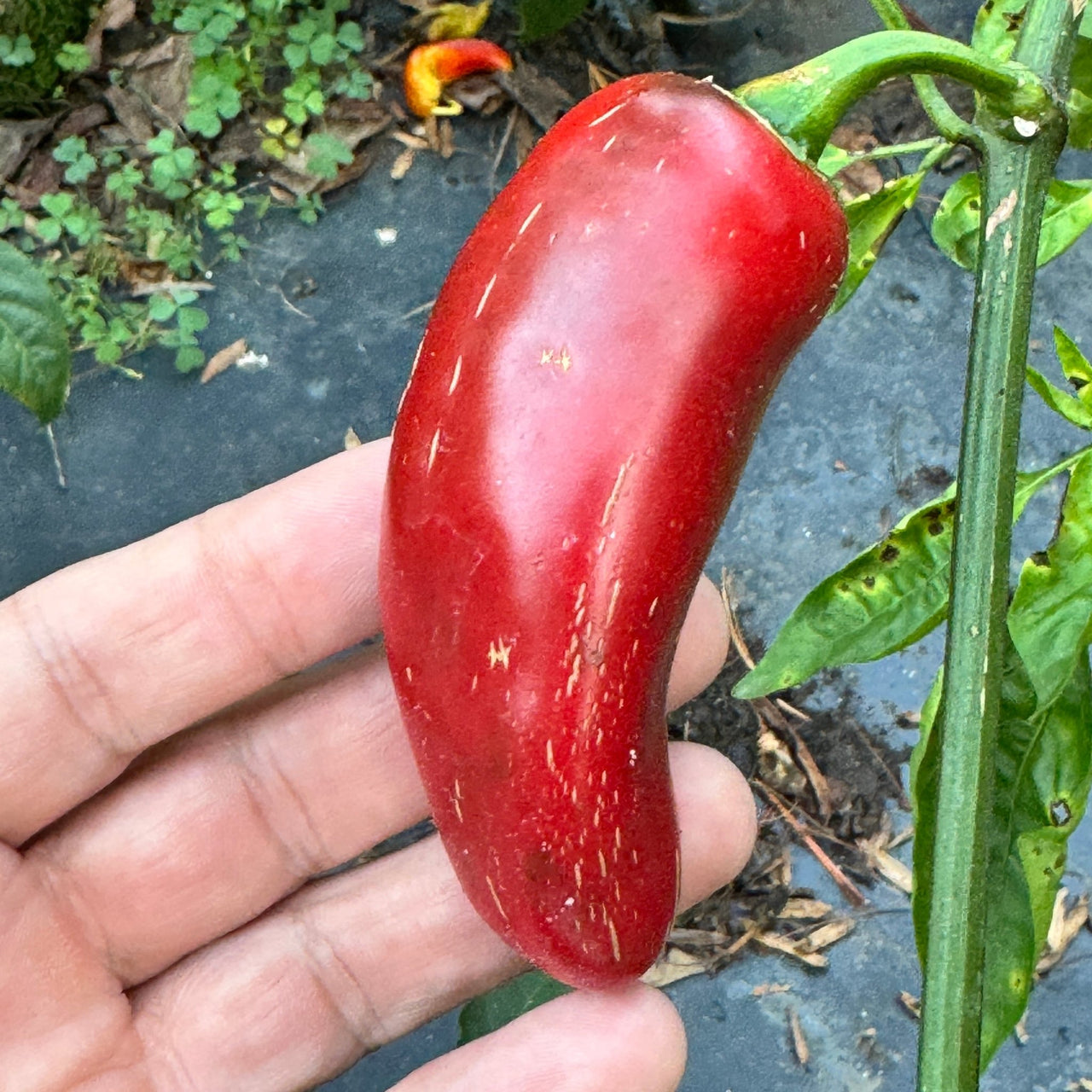 Emerald Fire - Seeds - The Pepper Pantry (Formerly Marie Sharp's)