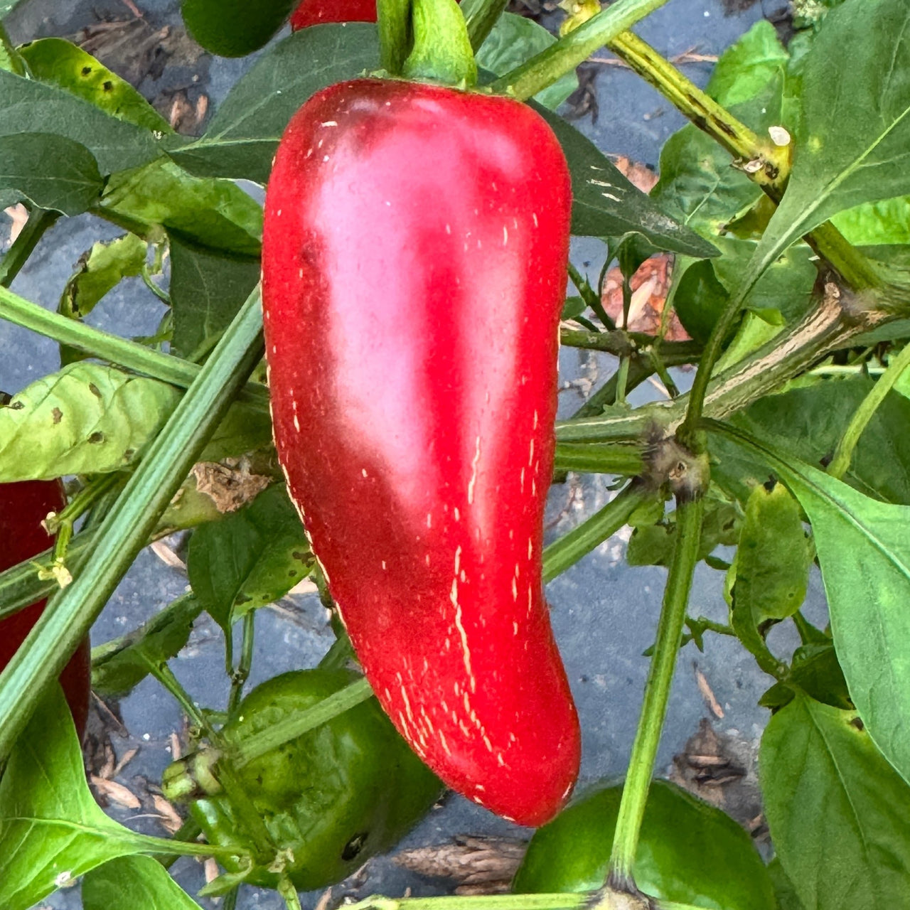 Emerald Fire - Seeds - The Pepper Pantry (Formerly Marie Sharp's)