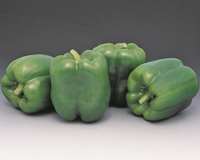 Encore Hybrid Pepper Seeds
