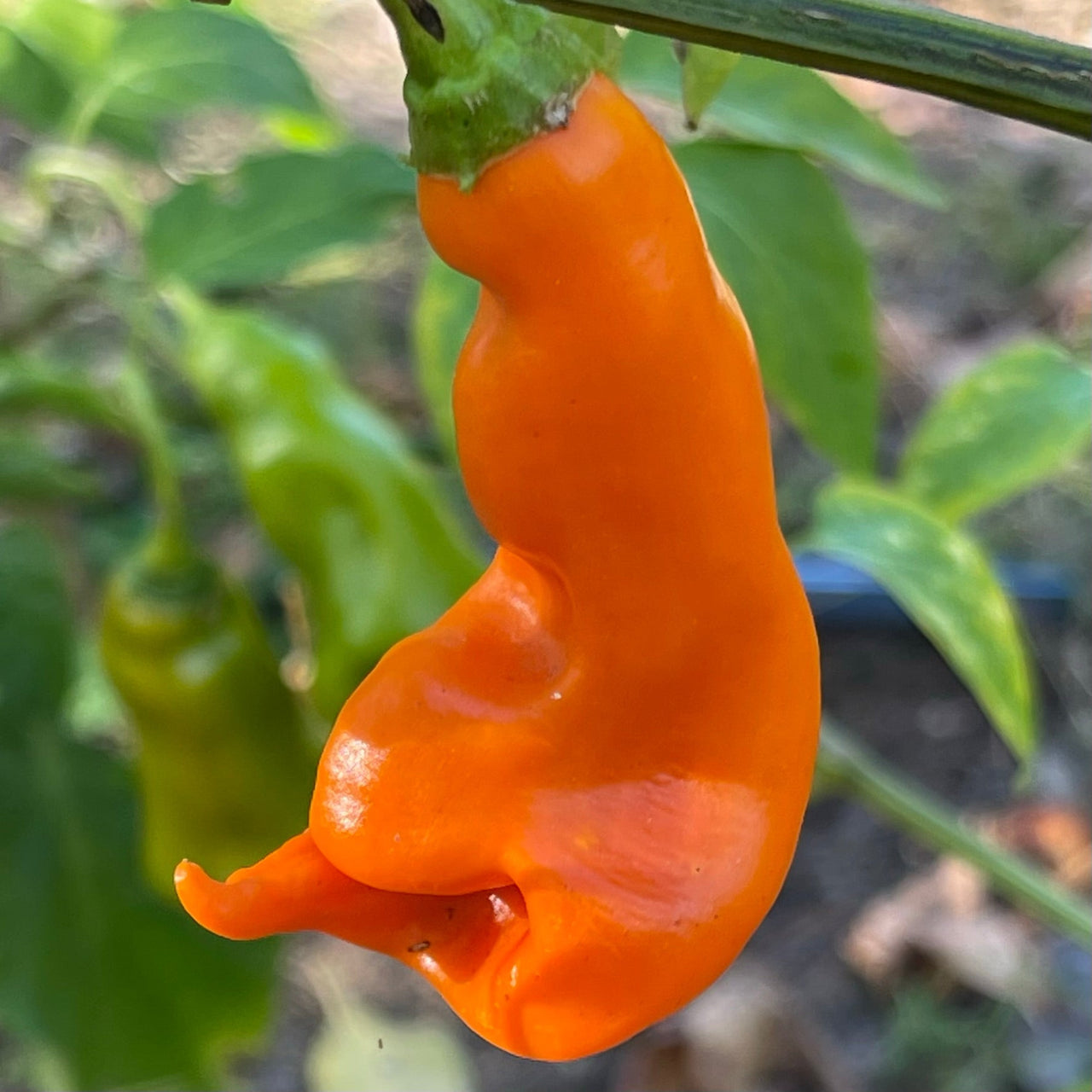 Erotico Orange - Seeds - The Pepper Pantry (Formerly Marie Sharp's)