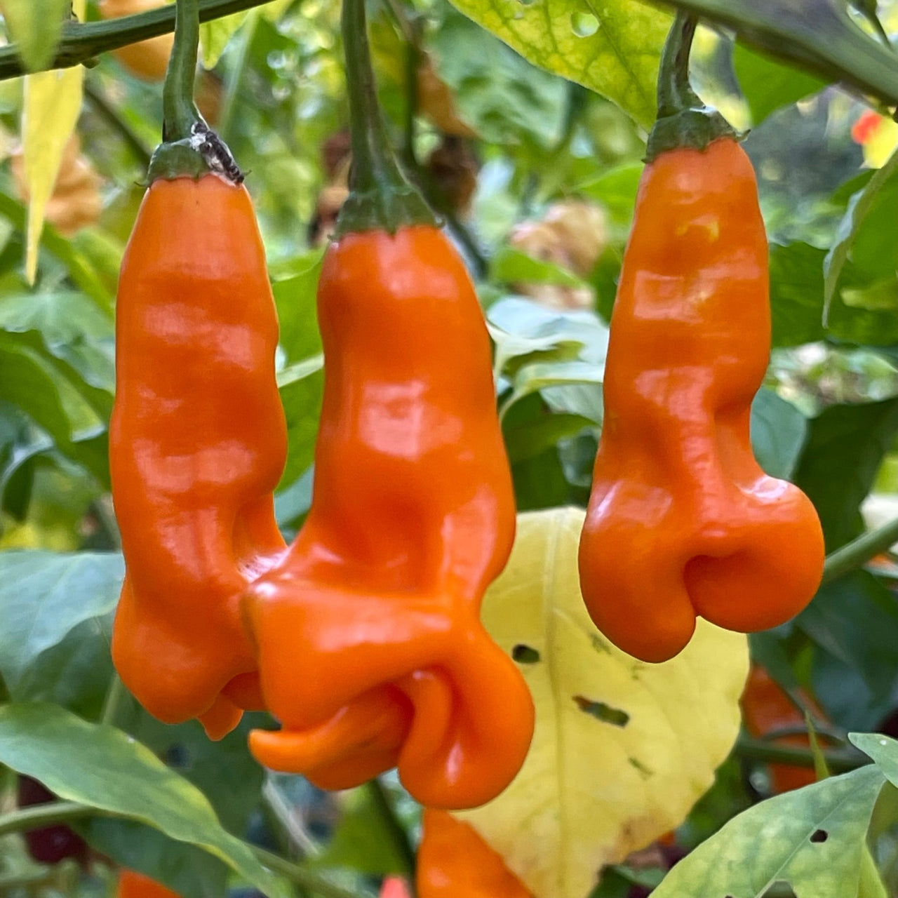 Erotico Orange - Seeds - The Pepper Pantry (Formerly Marie Sharp's)