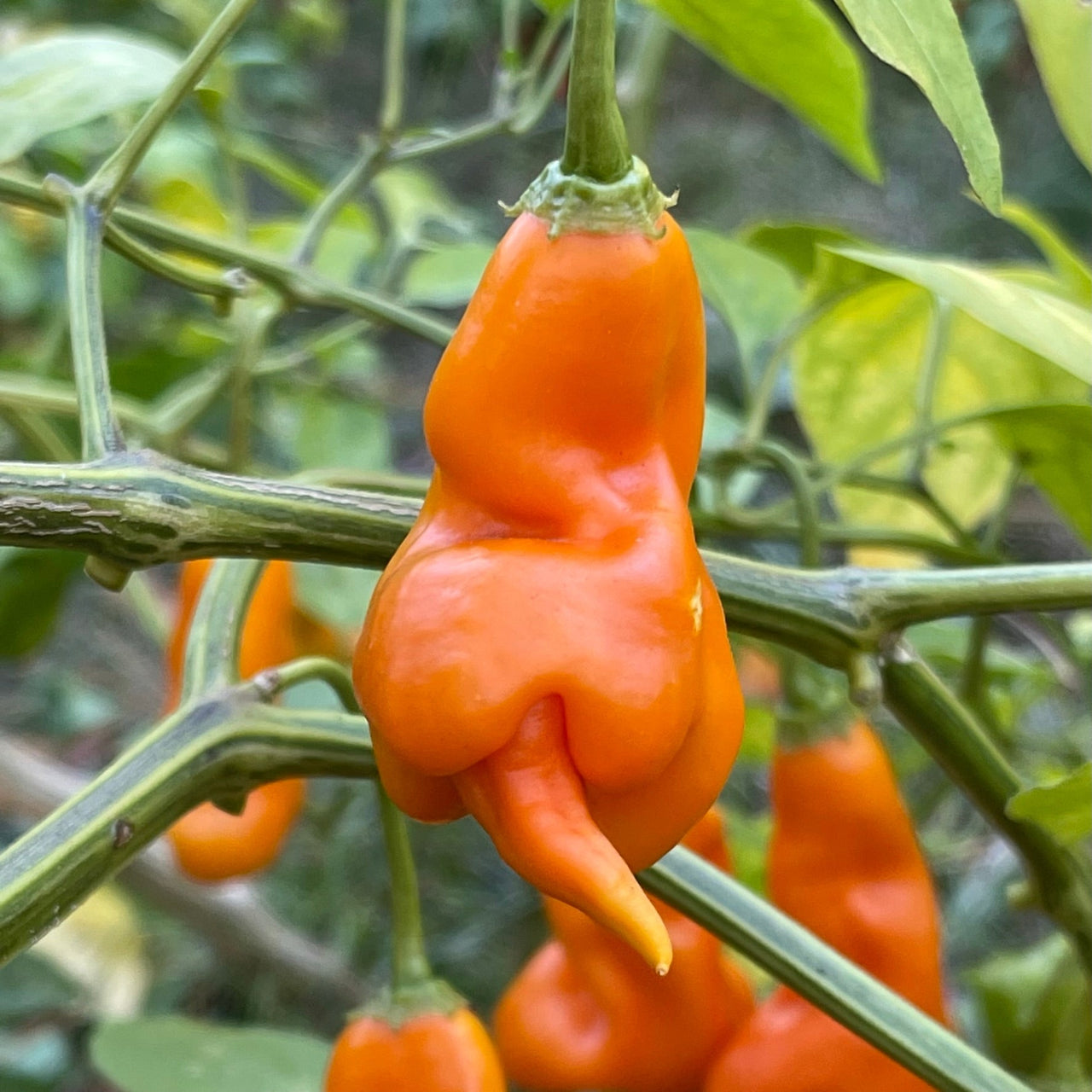 Erotico Orange - Seeds - The Pepper Pantry (Formerly Marie Sharp's)