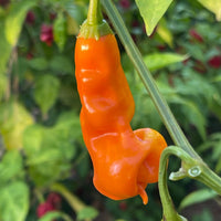 Erotico Orange - Seeds - The Pepper Pantry (Formerly Marie Sharp's)
