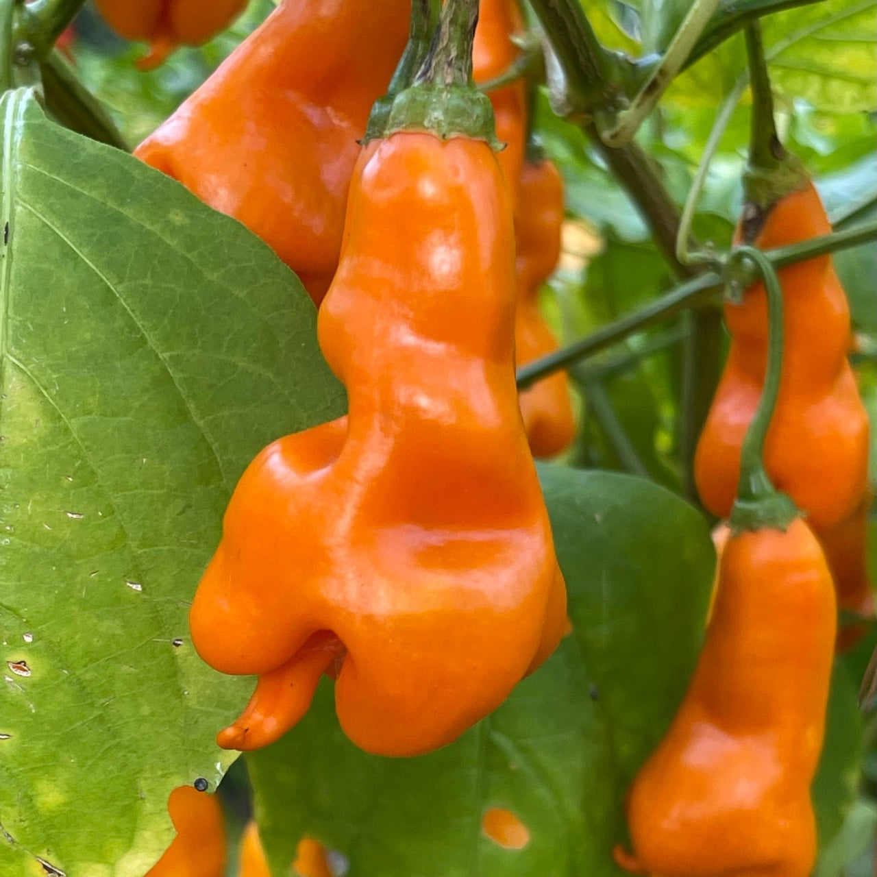 Erotico Orange - Seeds - The Pepper Pantry (Formerly Marie Sharp's)