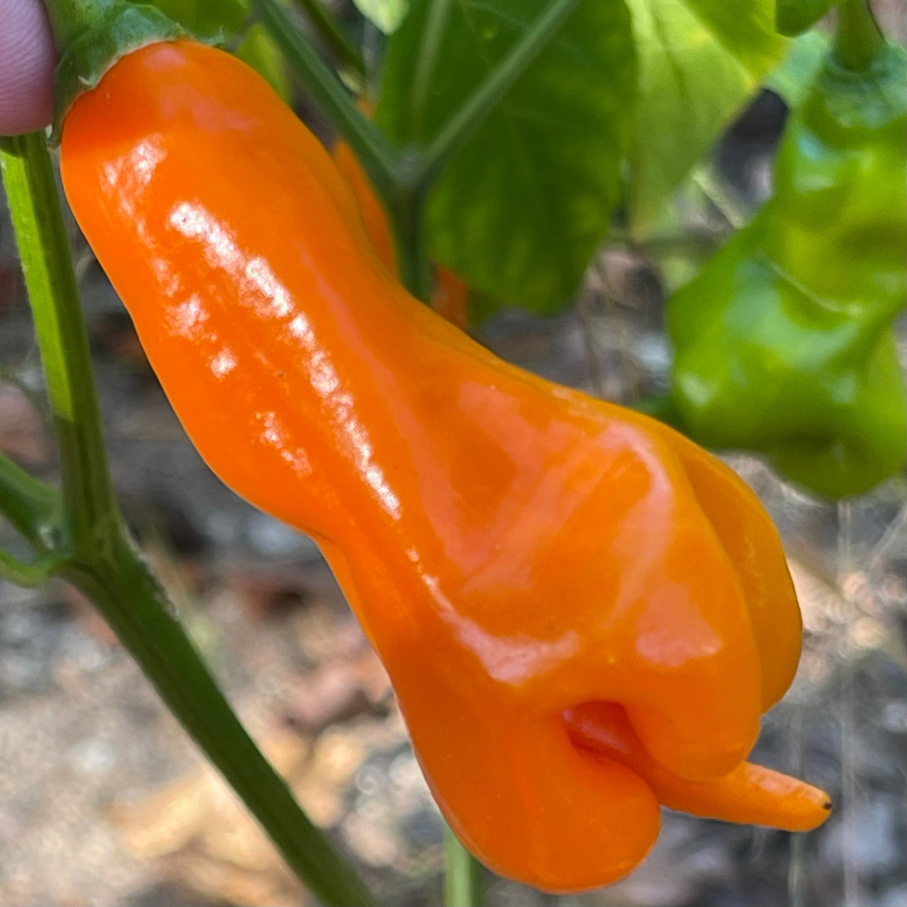 Erotico Orange - Seeds - The Pepper Pantry (Formerly Marie Sharp's)