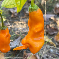Erotico Orange - Seeds - The Pepper Pantry (Formerly Marie Sharp's)