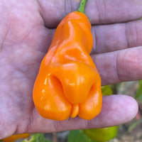 Erotico Orange - Seeds - The Pepper Pantry (Formerly Marie Sharp's)