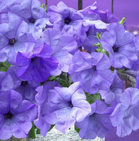 Evening Scentsation Hybrid Spreading Petunia Seeds