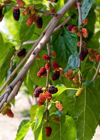 Mulberry 'Everbearing' (Morus nigra)