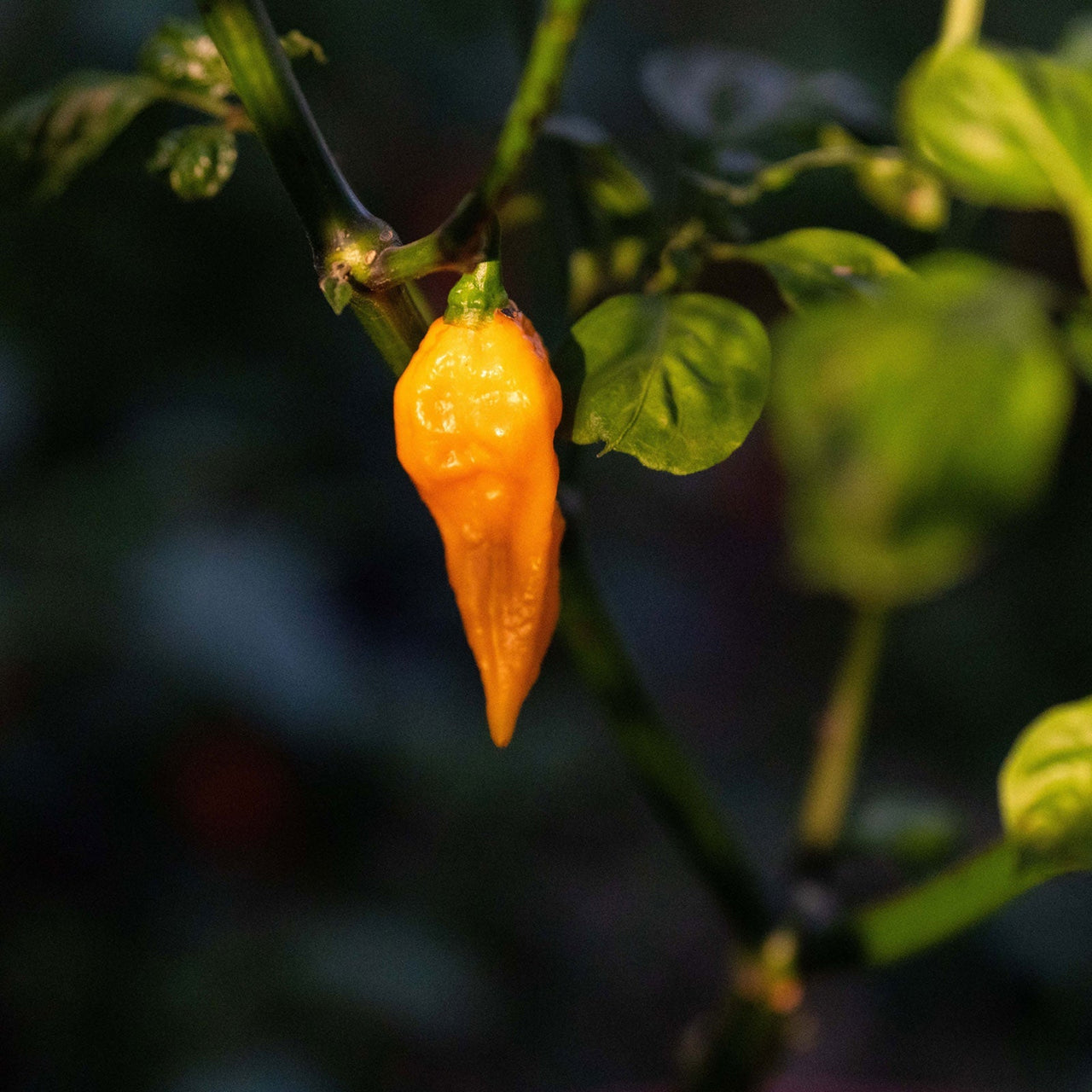 Fatalii Pepper Seeds - The Pepper Pantry (Formerly Marie Sharp's)