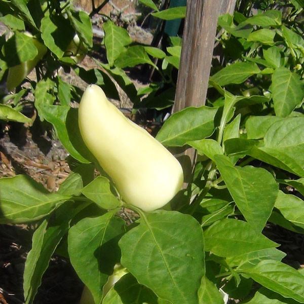 Feher Ozon Paprika Pepper Seeds - The Pepper Pantry (Formerly Marie Sharp's)