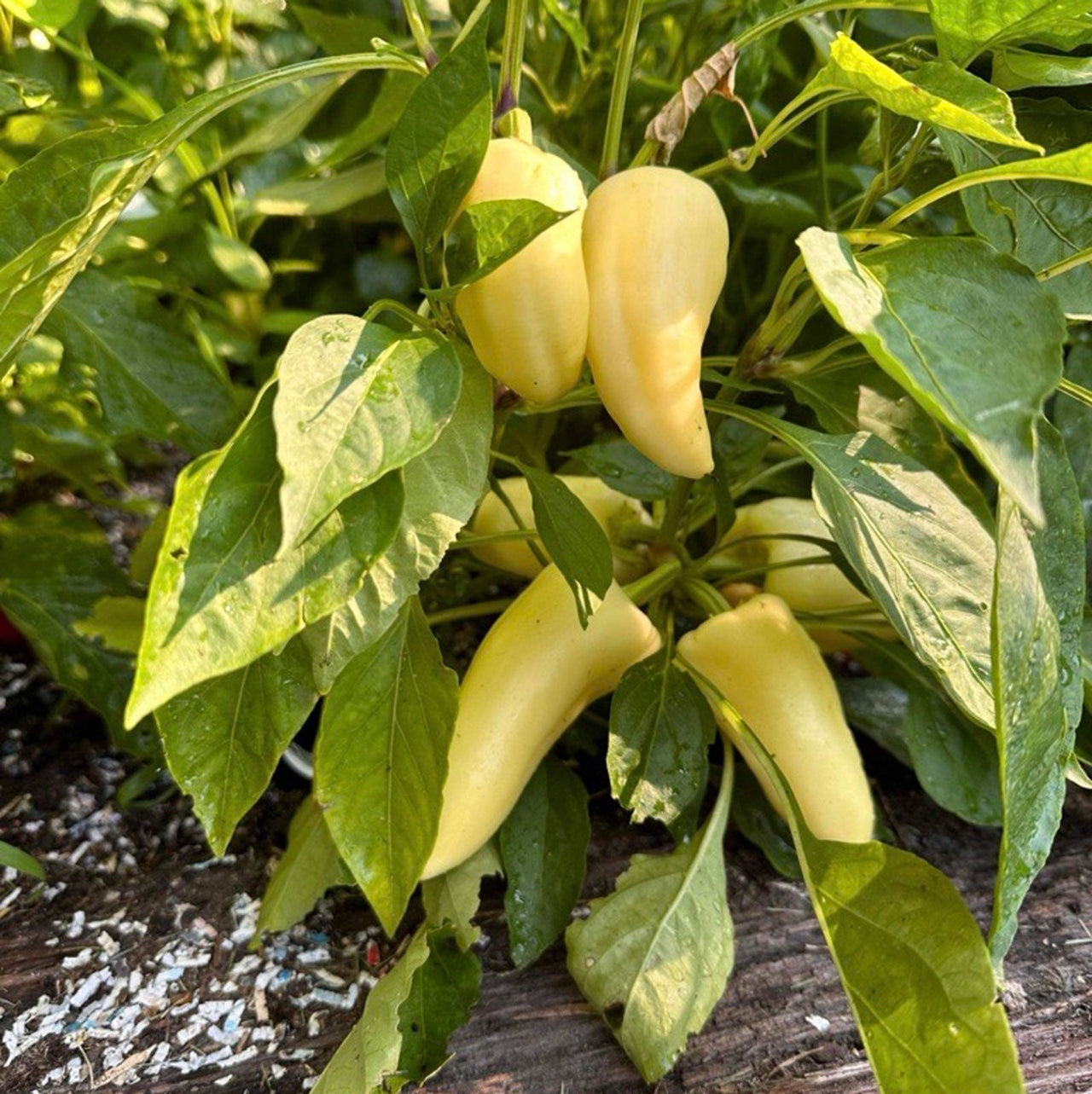 Feher Ozon Paprika Pepper Seeds - The Pepper Pantry (Formerly Marie Sharp's)