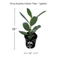 Banyan Tree, Elegant Ficus Audrey The Perfect Indoor plant