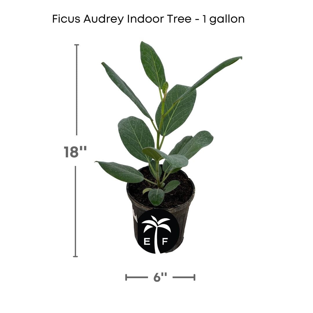 Banyan Tree, Elegant Ficus Audrey The Perfect Indoor plant