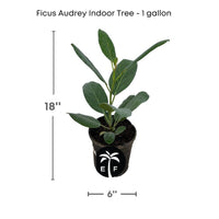Banyan Tree, Elegant Ficus Audrey The Perfect Indoor plant