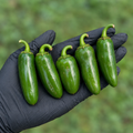 Pepper Joe's Jalapeno Pepper Seeds