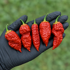 Naga Bubblegum 7 Pot Red Pepper Seeds