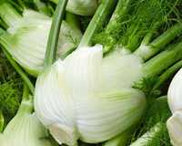 Florence Fennel Seeds