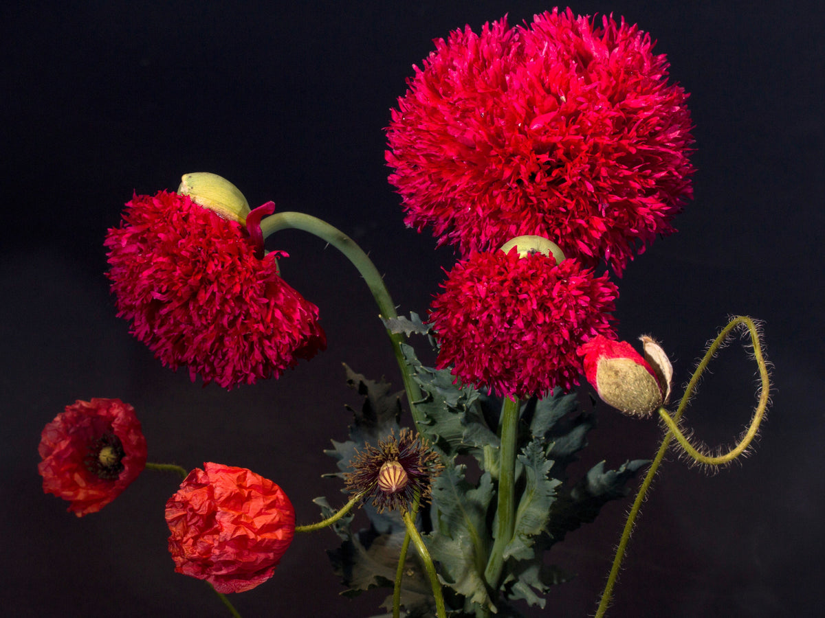 100 Giant Double RED PEONY POPPY Papaver Peoniflorum Flower Seeds