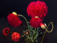 100 Giant Double RED PEONY POPPY Papaver Peoniflorum Flower Seeds