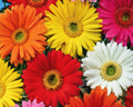 California Giants Mix Gerbera Daisy Seeds