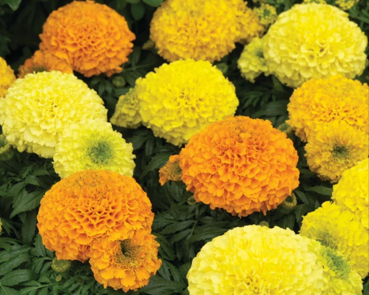 Antigua Hybrid Series Formula Mix Marigold Seeds