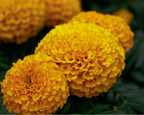 Proud Mari Hybrid Mix Marigold Seeds