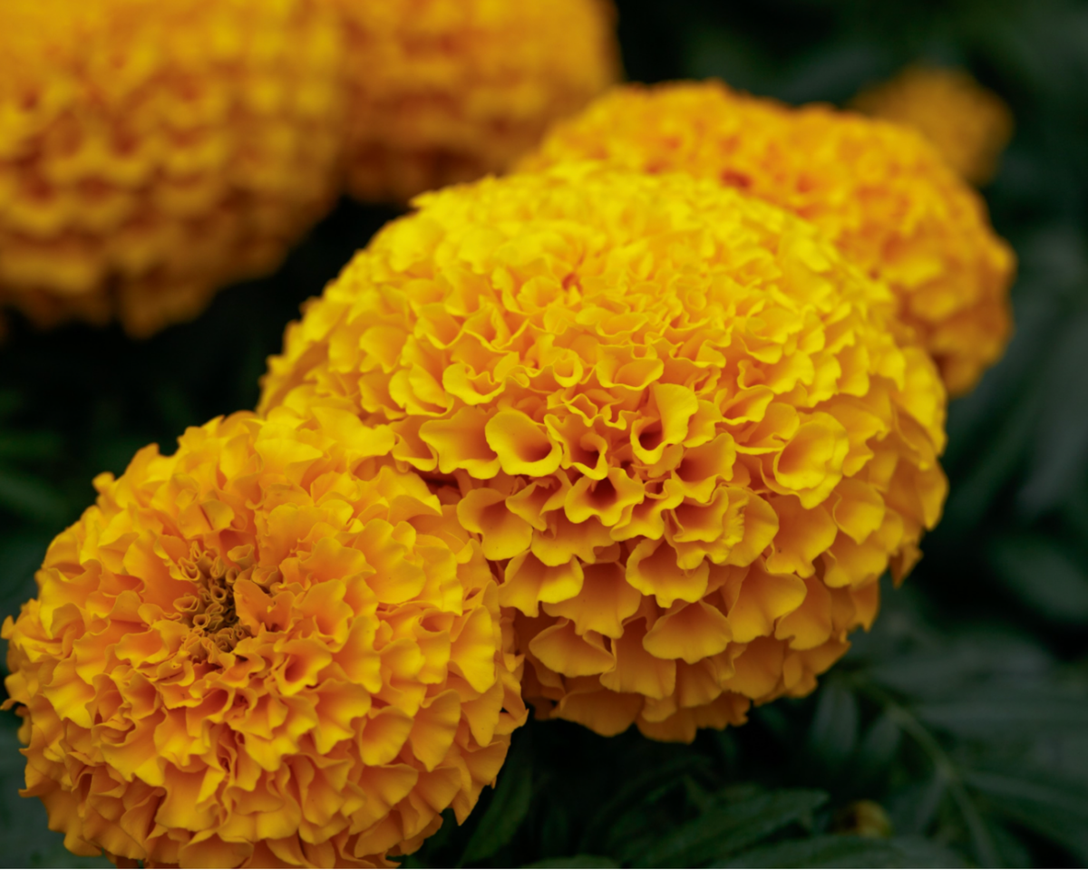 Proud Mari Hybrid Mix Marigold Seeds