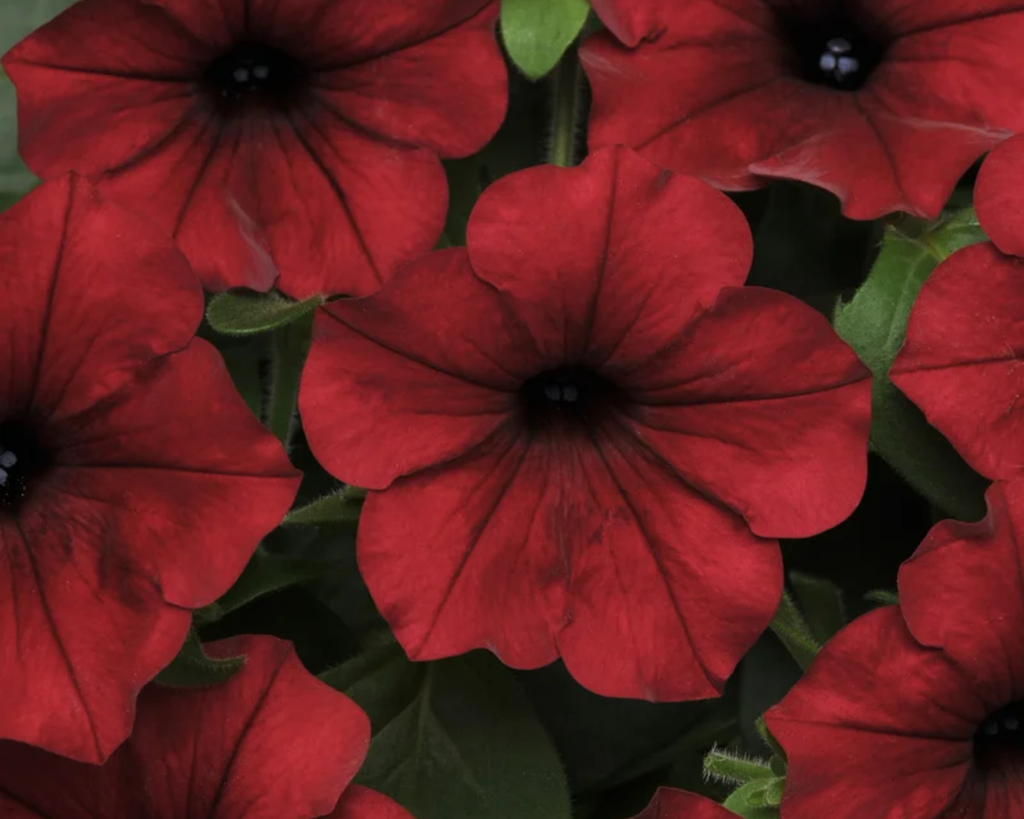 Hybrid Tidal Wave® Red Velour Spreading Petunia Seeds
