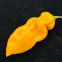 Fools Gold Scorpion - Seeds - The Pepper Pantry (Formerly Marie Sharp's)