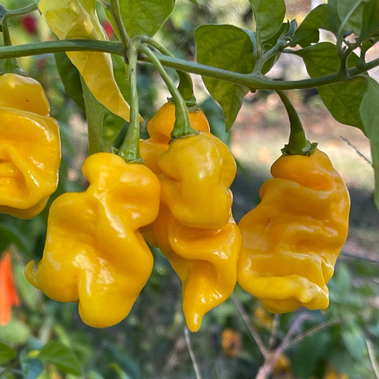 Fools Gold Scorpion - Seeds - The Pepper Pantry (Formerly Marie Sharp's)