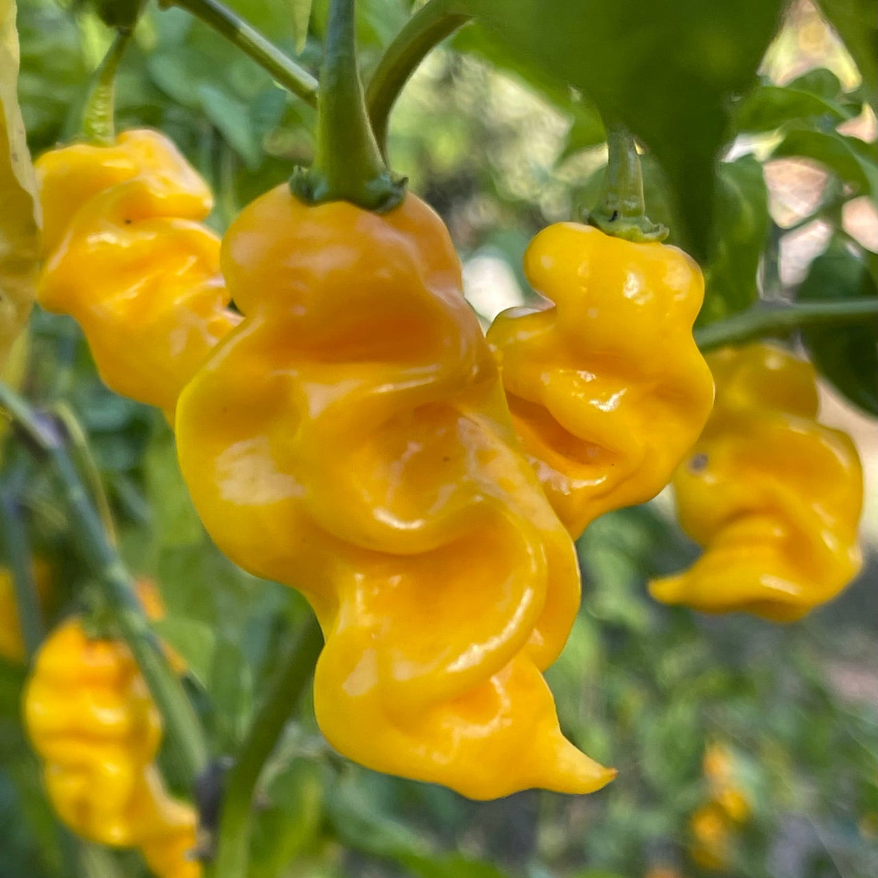 Fools Gold Scorpion - Seeds - The Pepper Pantry (Formerly Marie Sharp's)