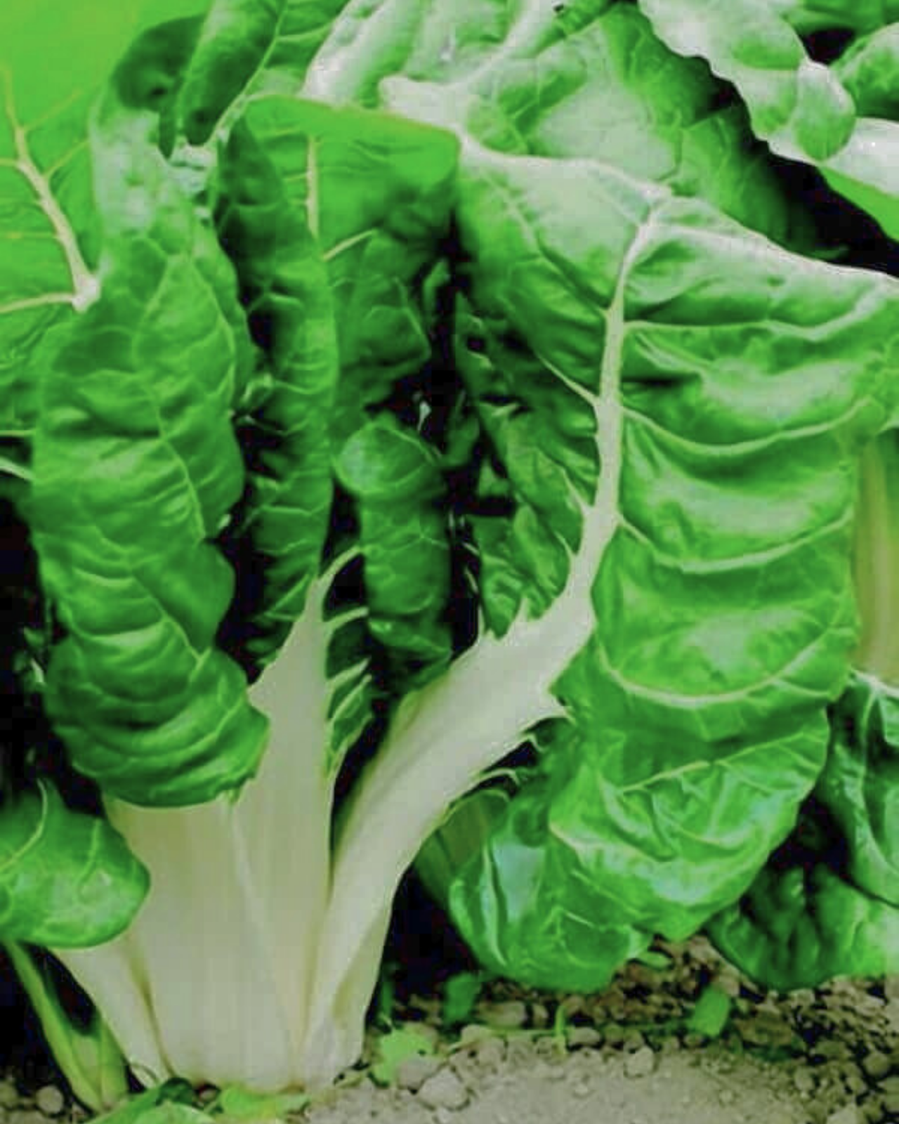 Fordhook Giant Swiss Chard Seeds